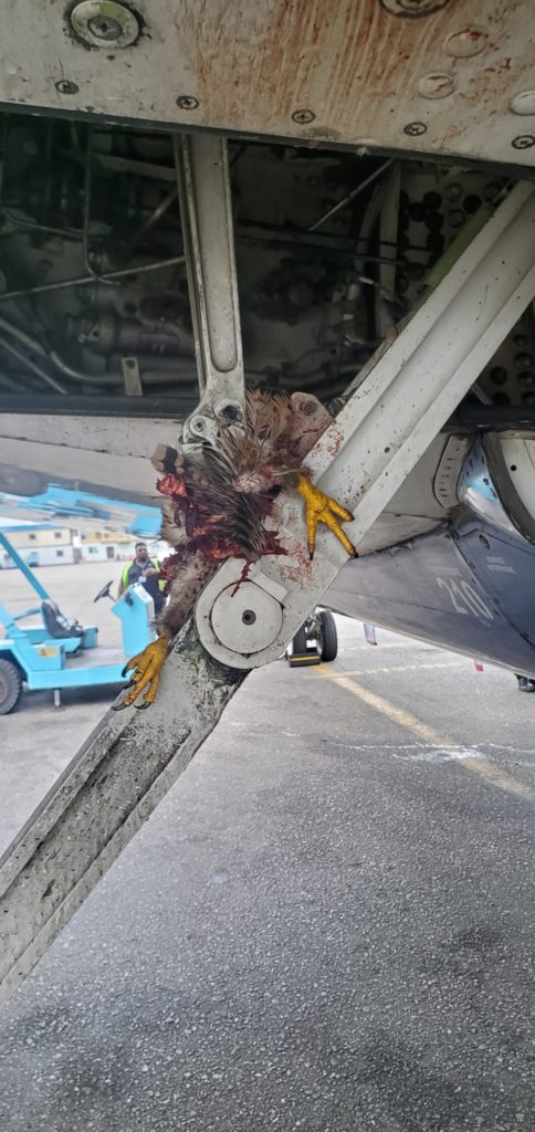 A bird lodged in the landing gear of an Air Peace aircraft following a birdstrike on approach to land in Owerri, Nigeria