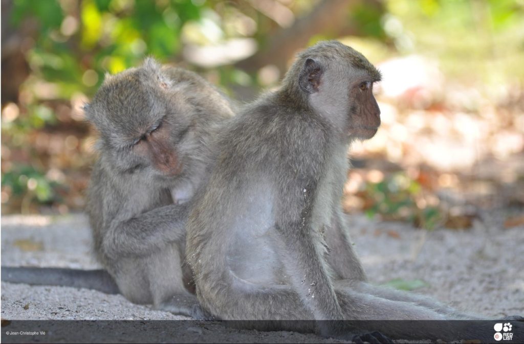 2 macaque monkeys in the wild, similar to those shipped by Hainan Airlines