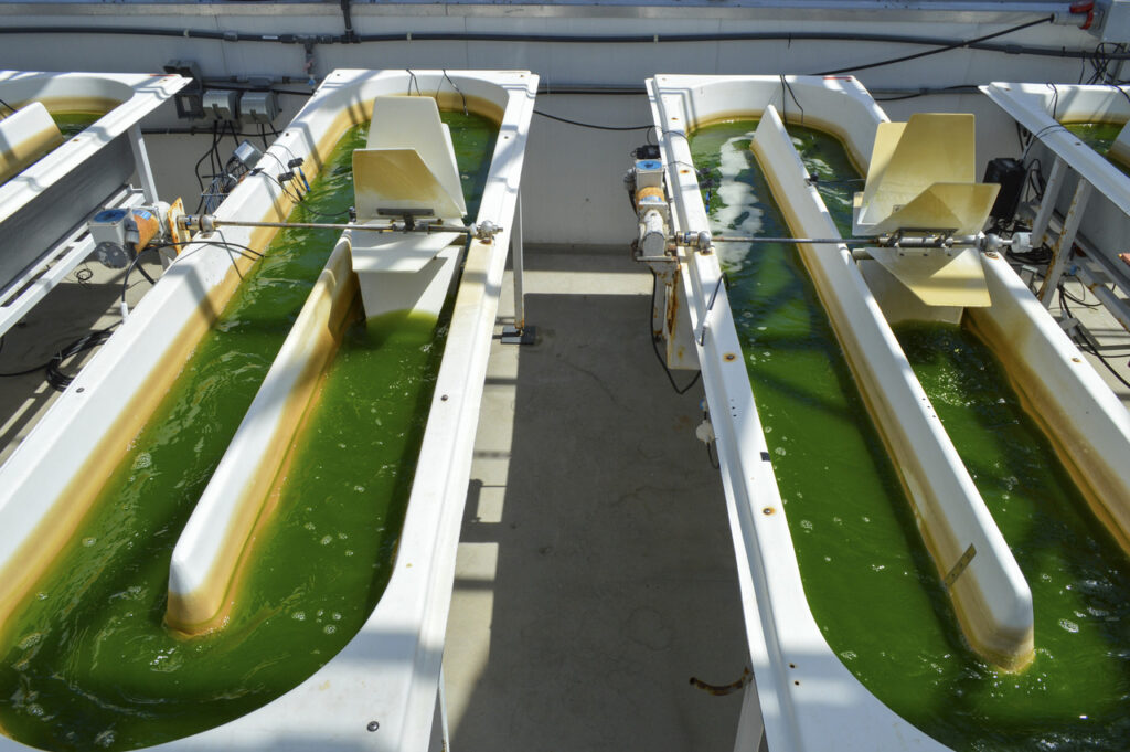 Viridos & United Airlines project to convert microalgae into biofuel.