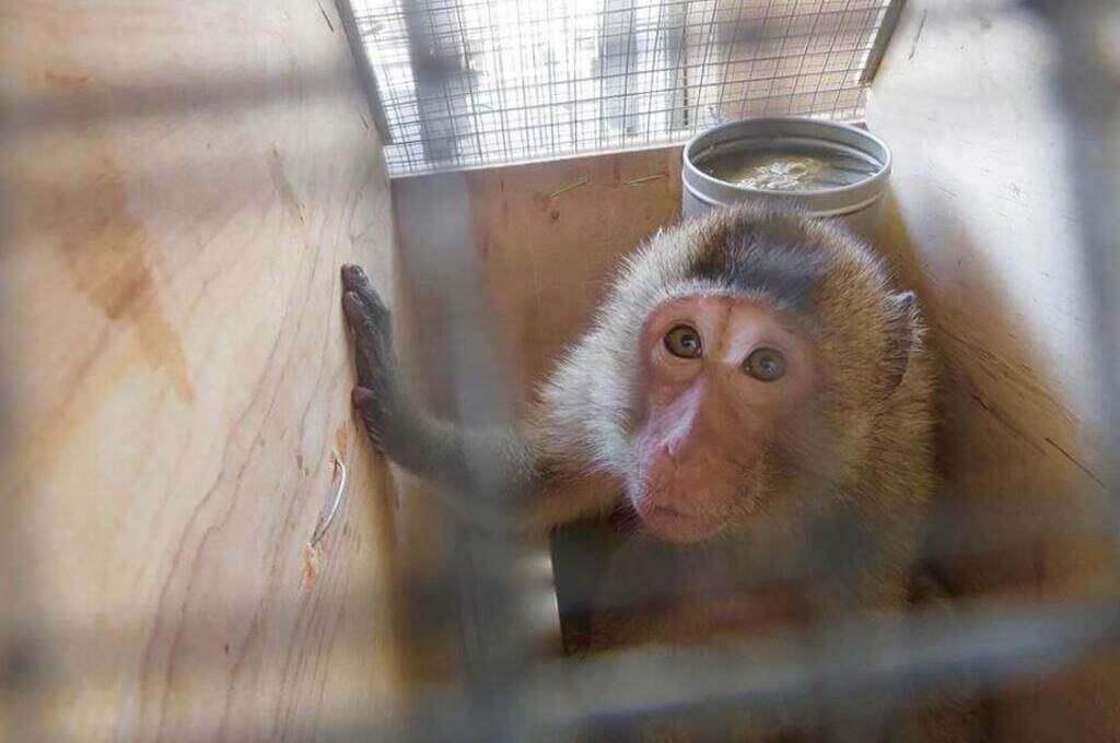 A macaque monkey in an Atlanta air shipment.
