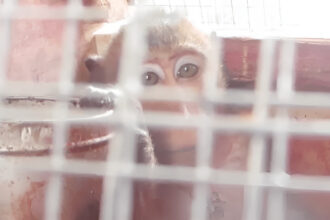 An endangered long-tail macaque monkey in an air transport cage.